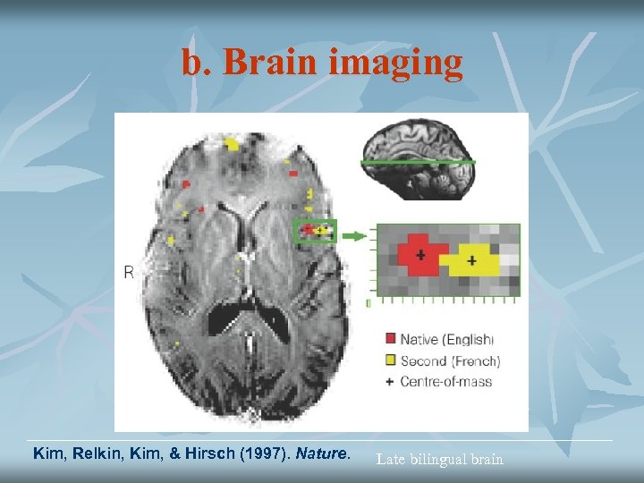 b. Brain imaging Kim, Relkin, Kim, & Hirsch (1997). Nature. Late bilingual brain 