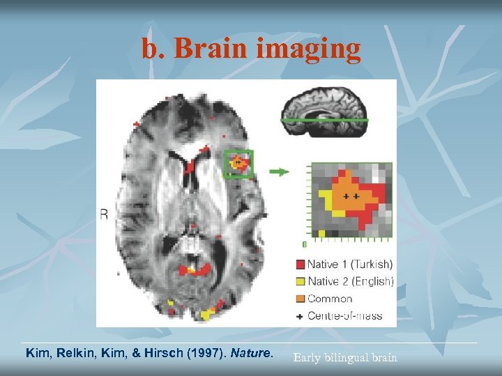 b. Brain imaging Kim, Relkin, Kim, & Hirsch (1997). Nature. Early bilingual brain 