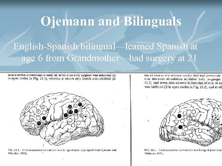 Ojemann and Bilinguals English-Spanish bilingual—learned Spanish at age 6 from Grandmother—had surgery at 21