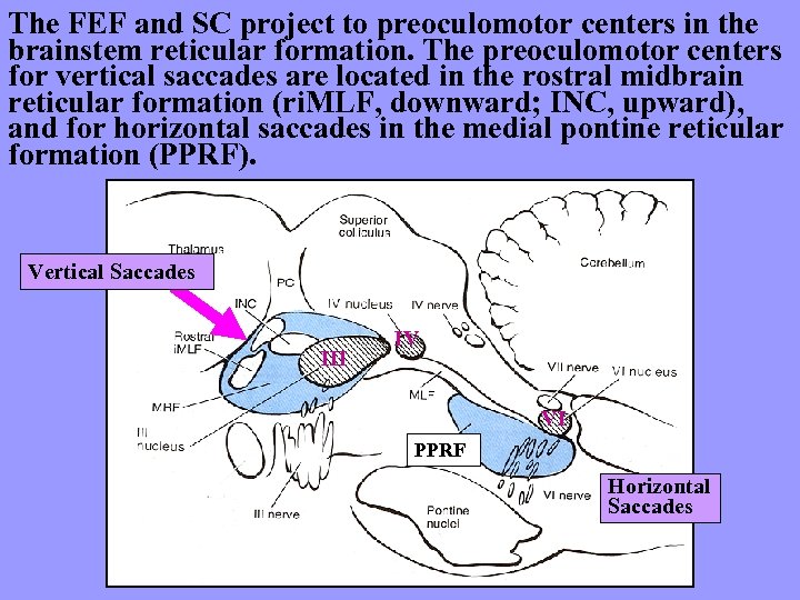 The FEF and SC project to preoculomotor centers in the brainstem reticular formation. The