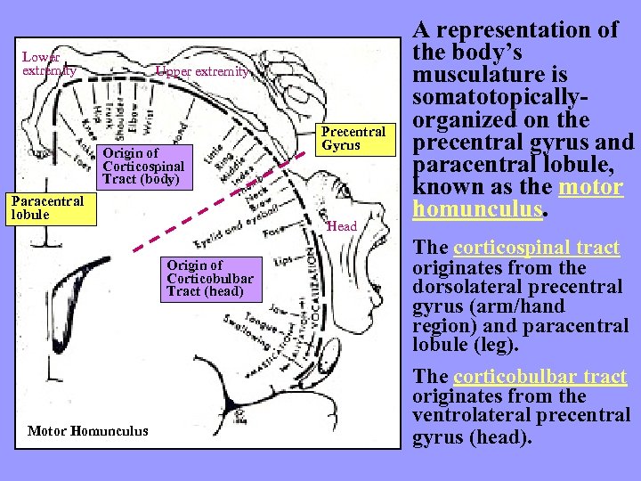 Lower extremity Upper extremity Origin of Corticospinal Tract (body) Paracentral lobule Head Origin of