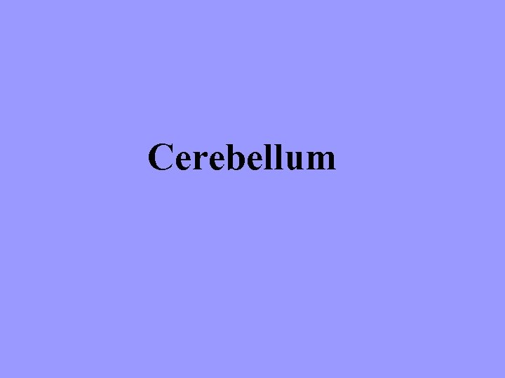 Cerebellum 