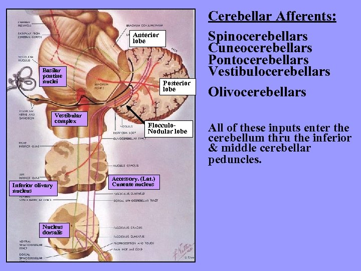 Anterior lobe Basilar pontine nuclei Vestibular complex Inferior olivary nucleus Nucleus dorsalis Posterior lobe