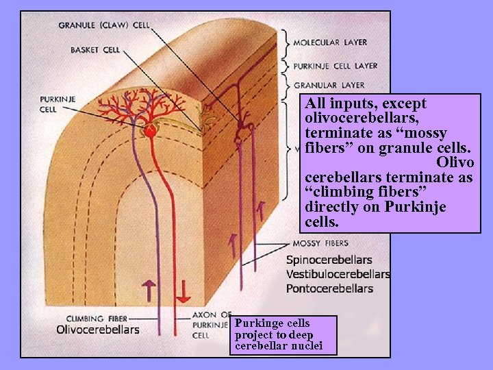 All inputs, except olivocerebellars, terminate as “mossy fibers” on granule cells. Olivo cerebellars terminate