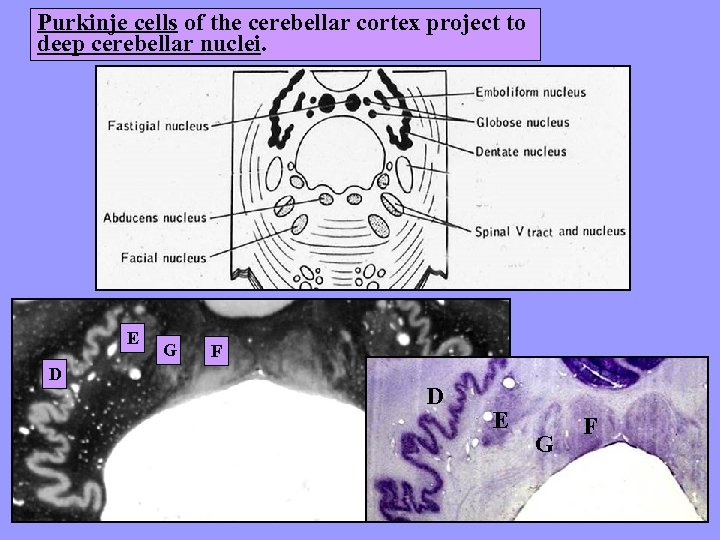 Purkinje cells of the cerebellar cortex project to deep cerebellar nuclei. E D G