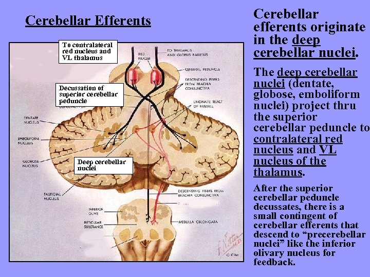 Cerebellar Efferents To contralateral red nucleus and VL thalamus Decussation of superior cerebellar peduncle