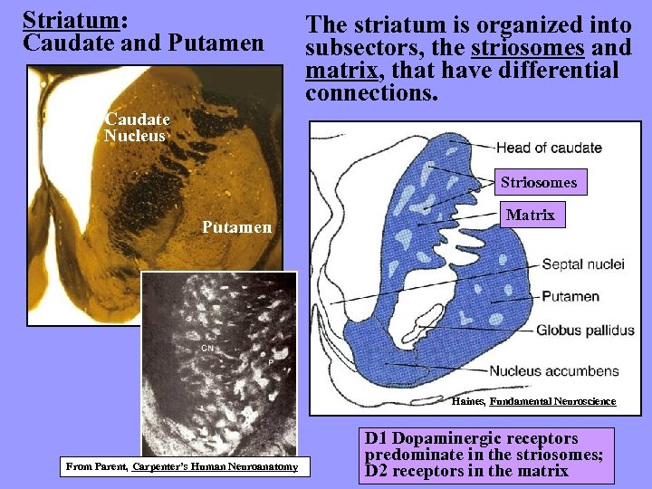 Striatum: Caudate and Putamen The striatum is organized into subsectors, the striosomes and matrix,