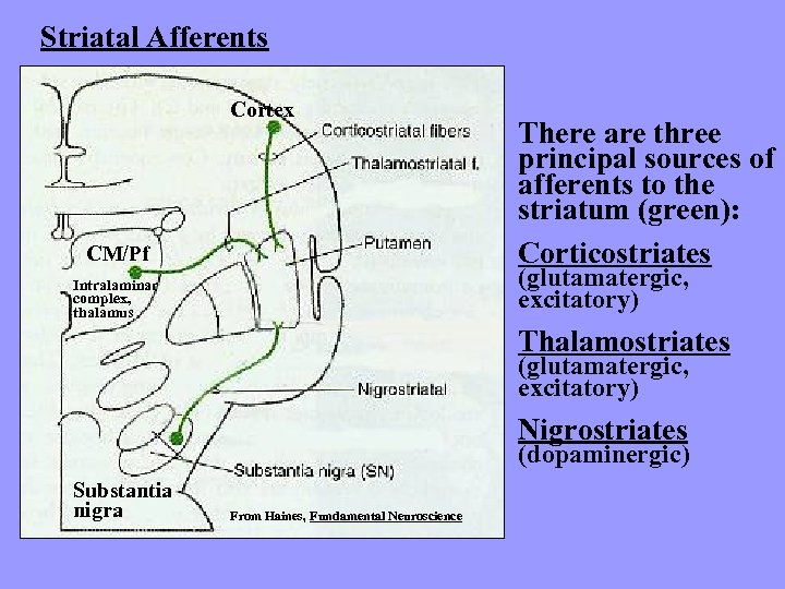 Striatal Afferents Cortex CM/Pf There are three principal sources of afferents to the striatum