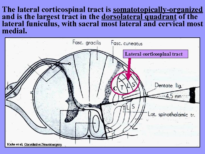 The lateral corticospinal tract is somatotopically-organized and is the largest tract in the dorsolateral