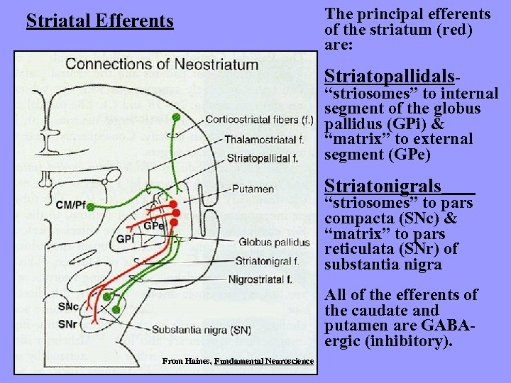 Striatal Efferents The principal efferents of the striatum (red) are: Striatopallidals- “striosomes” to internal