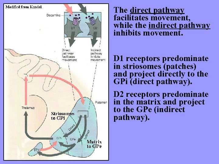 The direct pathway facilitates movement, while the indirect pathway inhibits movement. D 1 receptors