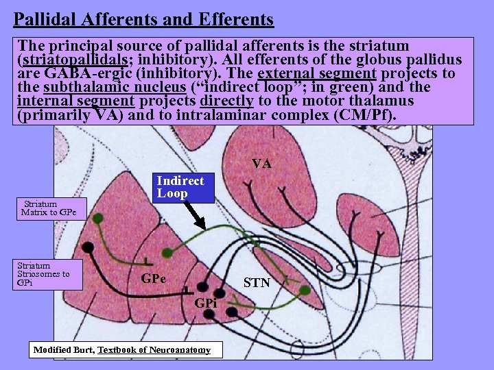 Pallidal Afferents and Efferents The principal source of pallidal afferents is the striatum (striatopallidals;