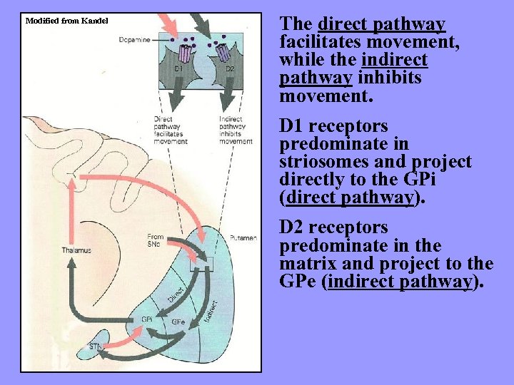 Modified from Kandel The direct pathway facilitates movement, while the indirect pathway inhibits movement.