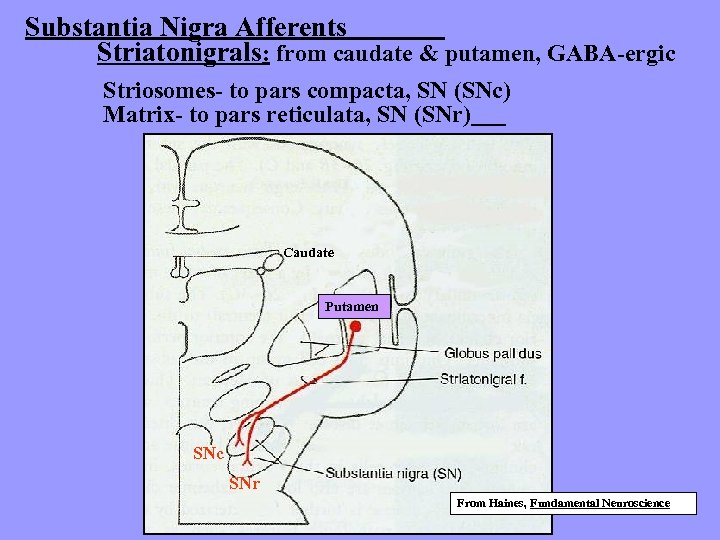 Substantia Nigra Afferents Striatonigrals: from caudate & putamen, GABA-ergic Striosomes- to pars compacta, SN