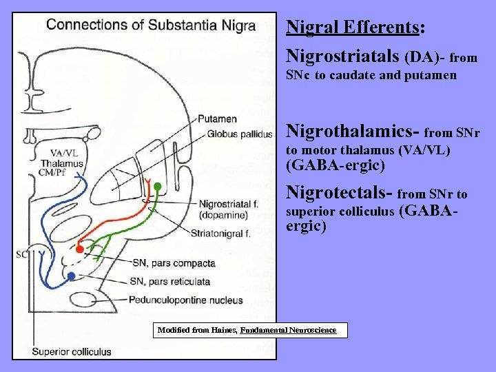Nigral Efferents: Nigrostriatals (DA)- from SNc to caudate and putamen Nigrothalamics- from SNr to