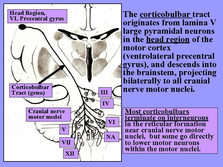 Head Region, VL Precentral gyrus Corticobulbar Tract (genu) The corticobulbar tract originates from lamina