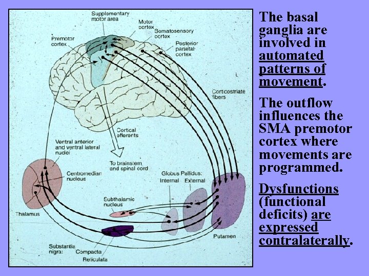 The basal ganglia are involved in automated patterns of movement. The outflow influences the