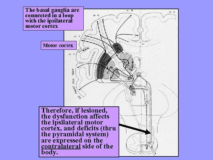 The basal ganglia are connected in a loop with the ipsilateral motor cortex Motor
