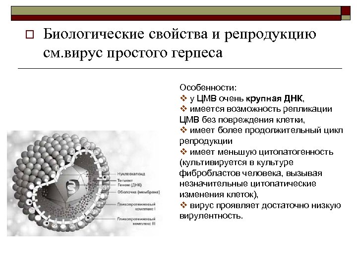 o Биологические свойства и репродукцию см. вирус простого герпеса Особенности: v у ЦМВ очень