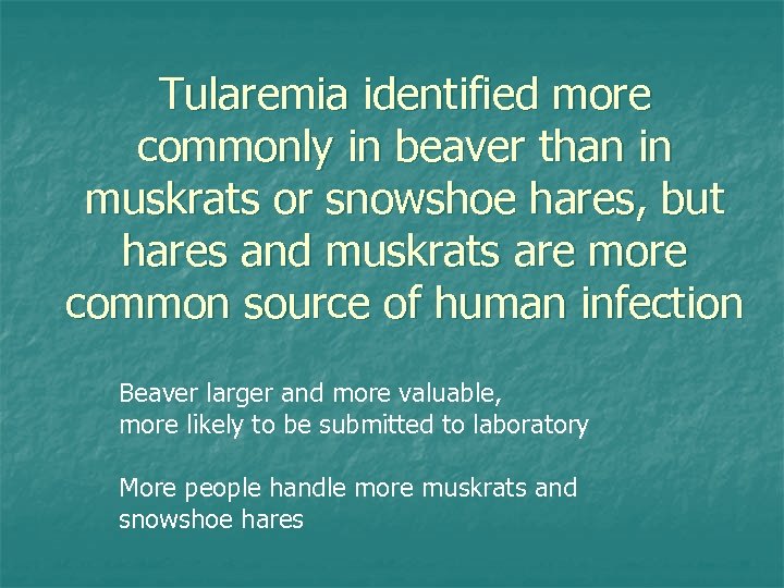 Tularemia identified more commonly in beaver than in muskrats or snowshoe hares, but hares