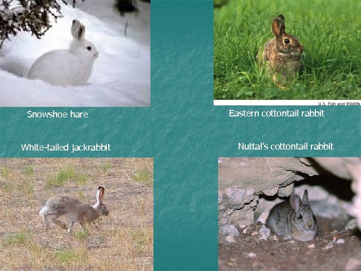 Snowshoe hare White-tailed jackrabbit Eastern cottontail rabbit Nuttal’s cottontail rabbit 