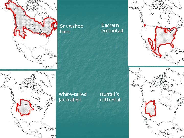 Snowshoe hare White-tailed jackrabbit Eastern cottontail Nuttall’s cottontail 