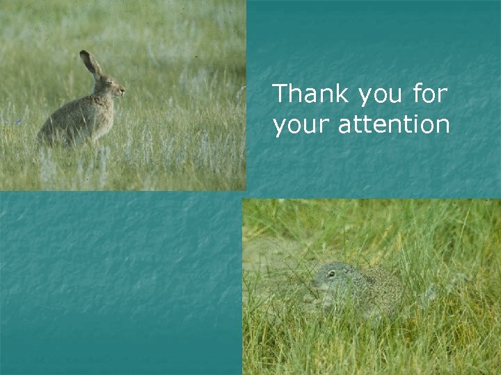 Thank you for your attention 