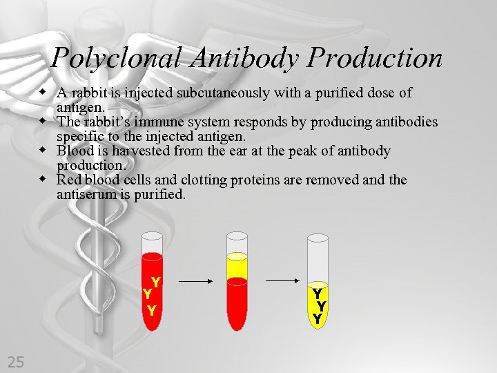 Polyclonal Antibody Production w A rabbit is injected subcutaneously with a purified dose of