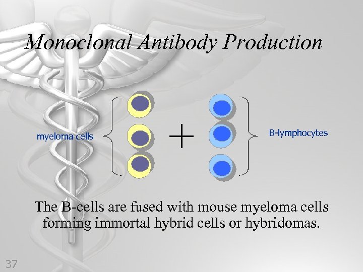 Monoclonal Antibody Production myeloma cells B-lymphocytes The B-cells are fused with mouse myeloma cells