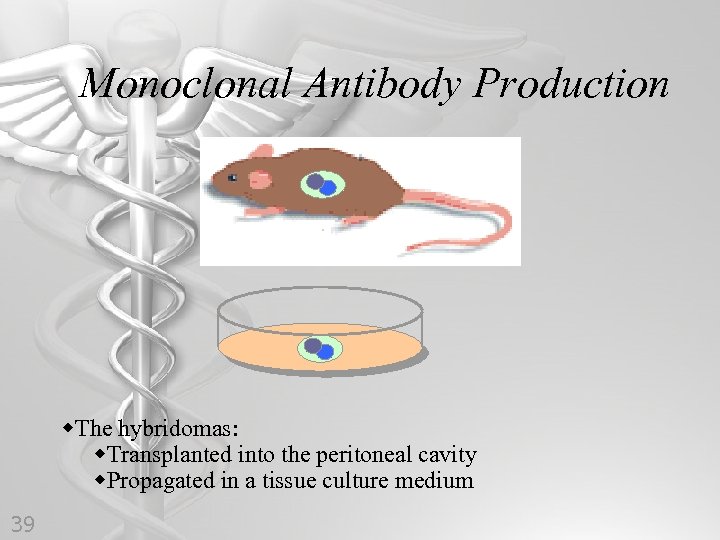 Monoclonal Antibody Production w. The hybridomas: w. Transplanted into the peritoneal cavity w. Propagated