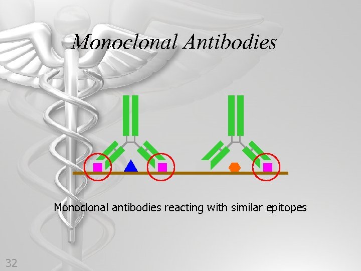 Monoclonal Antibodies Monoclonal antibodies reacting with similar epitopes 32 