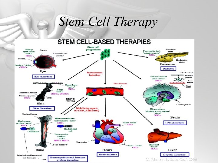 Stem Cell Therapy M. Mimeault, Stem Cell, 2006 