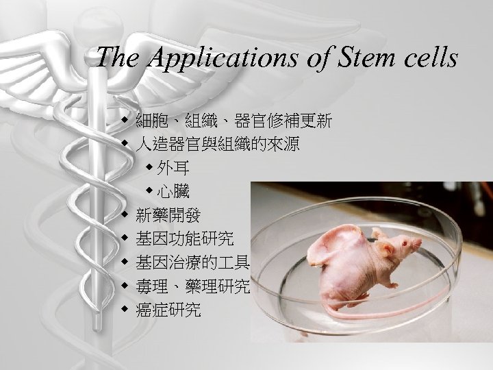 The Applications of Stem cells w 細胞、組織、器官修補更新 w 人造器官與組織的來源 w 外耳 w 心臟 w