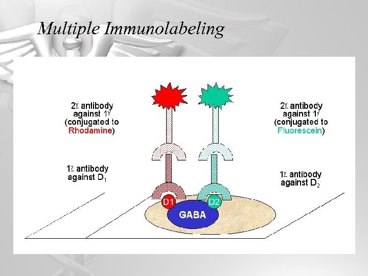 Multiple Immunolabeling 