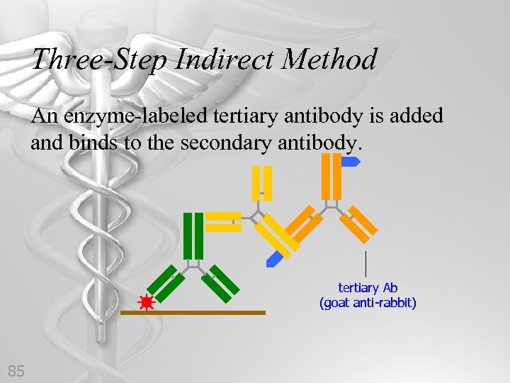 Three-Step Indirect Method An enzyme-labeled tertiary antibody is added and binds to the secondary