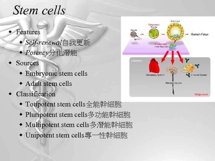 Stem cells w Features w Self-renewal自我更新 w Potency分化潛能 w Sources w Embryonic stem cells