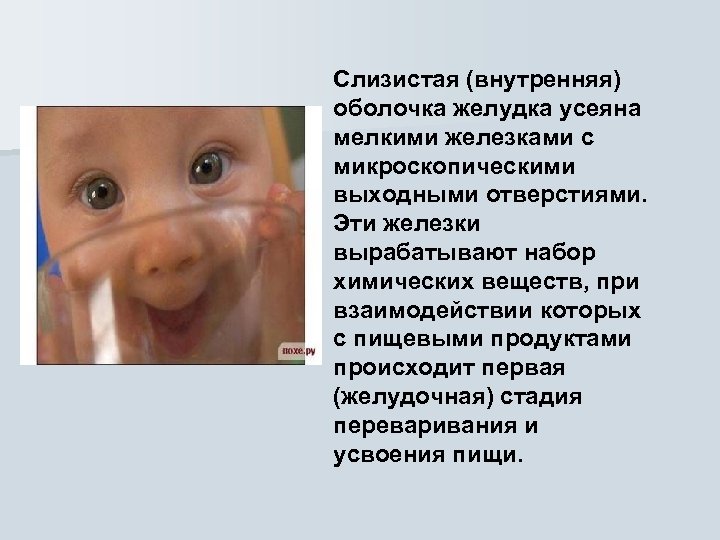 Слизистая (внутренняя) оболочка желудка усеяна мелкими железками с микроскопическими выходными отверстиями. Эти железки вырабатывают