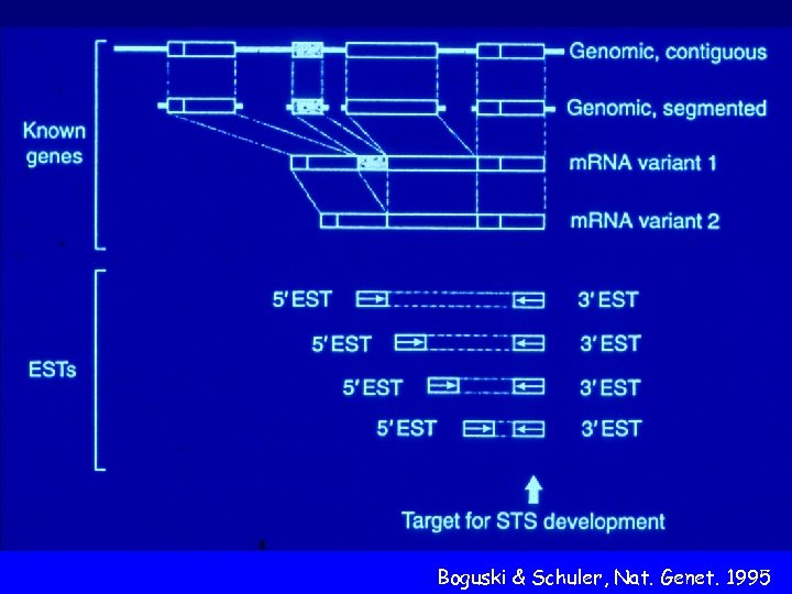 Boguski & Schuler, Nat. Genet. 1995 