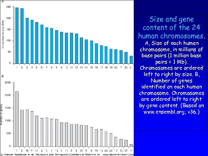 Size and gene content of the 24 human chromosomes. A, Size of each human