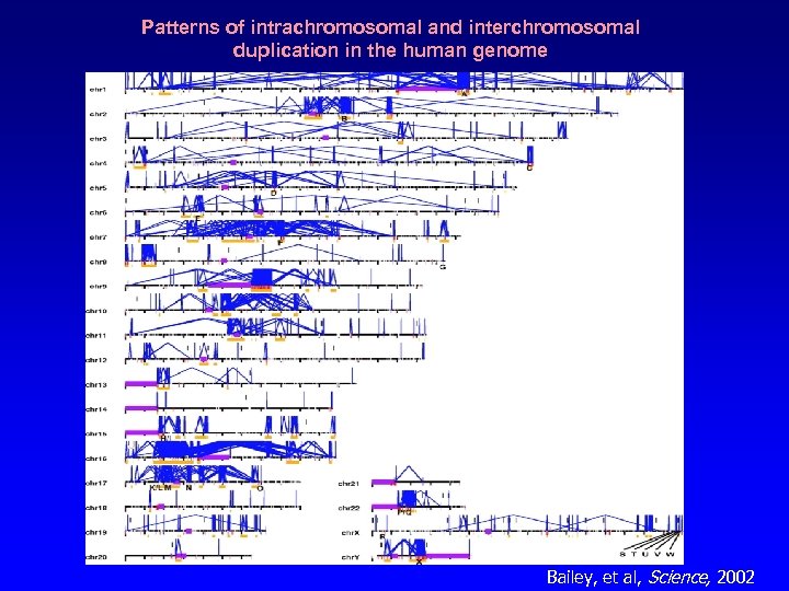 Patterns of intrachromosomal and interchromosomal duplication in the human genome Bailey, et al, Science,