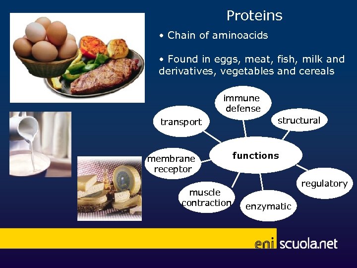 Proteins • Chain of aminoacids • Found in eggs, meat, fish, milk and derivatives,