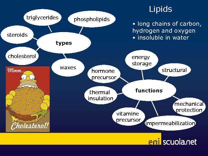 Lipids triglycerides phospholipids • long chains of carbon, hydrogen and oxygen • insoluble in