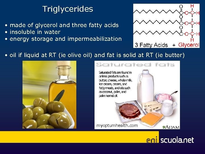 Triglycerides • made of glycerol and three fatty acids • insoluble in water •