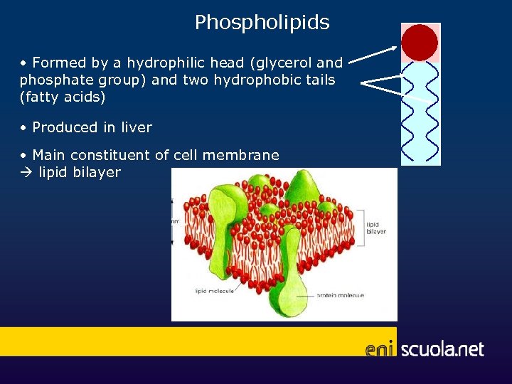Phospholipids • Formed by a hydrophilic head (glycerol and phosphate group) and two hydrophobic