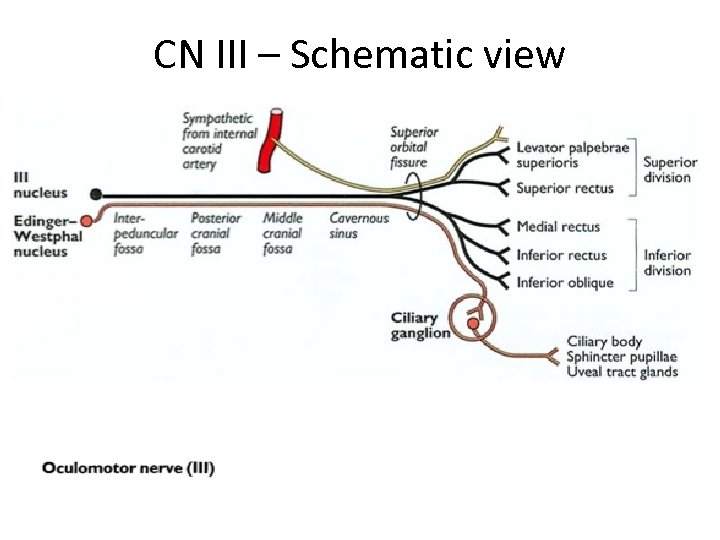 CN III – Schematic view 