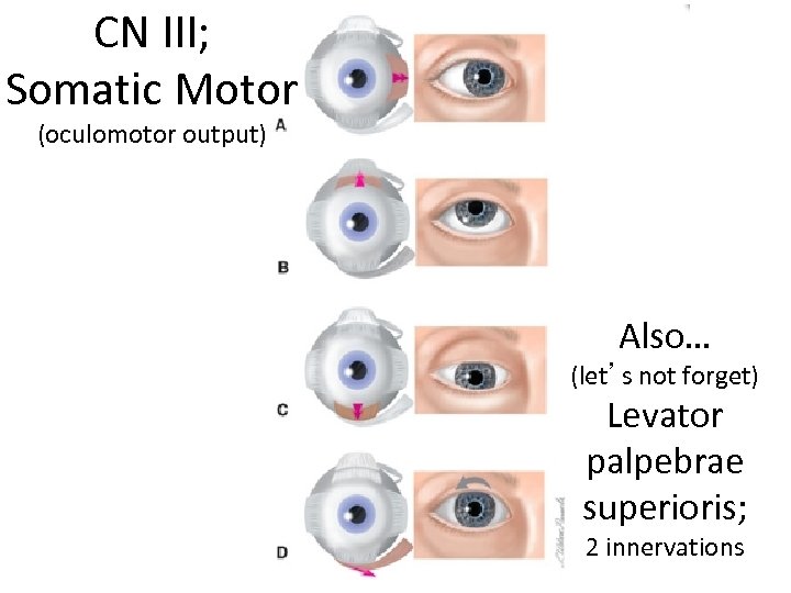 CN III; Somatic Motor (oculomotor output) Also… (let’s not forget) Levator palpebrae superioris; 2