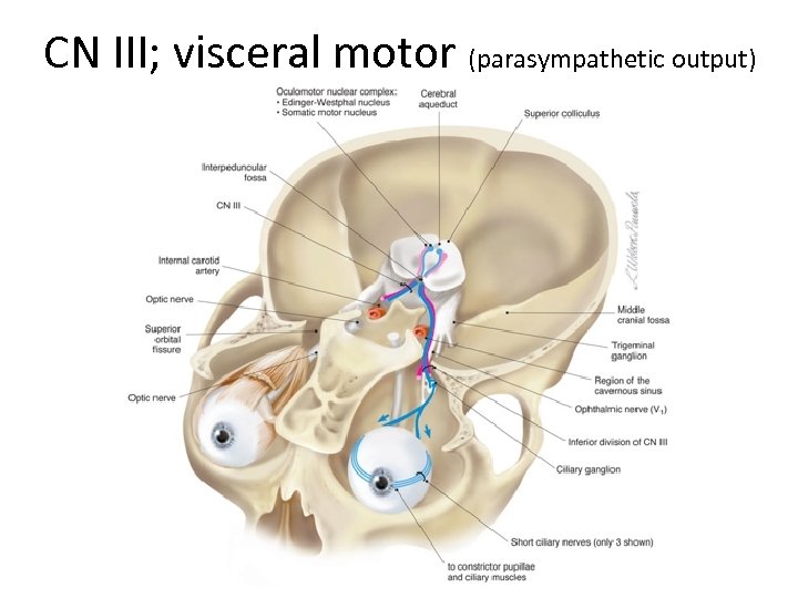 CN III; visceral motor (parasympathetic output) 