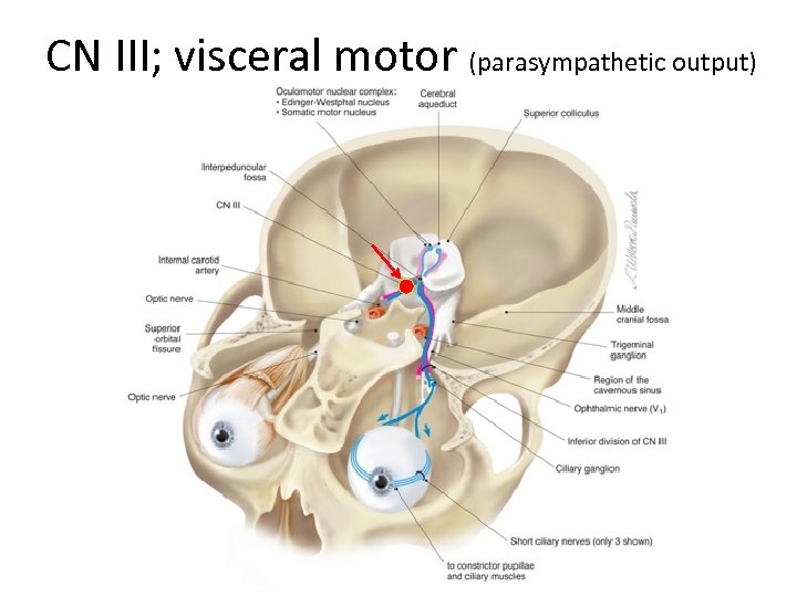 CN III; visceral motor (parasympathetic output) 