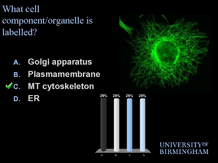 What cell component/organelle is labelled? Golgi apparatus B. Plasmamembrane C. MT cytoskeleton D. ER