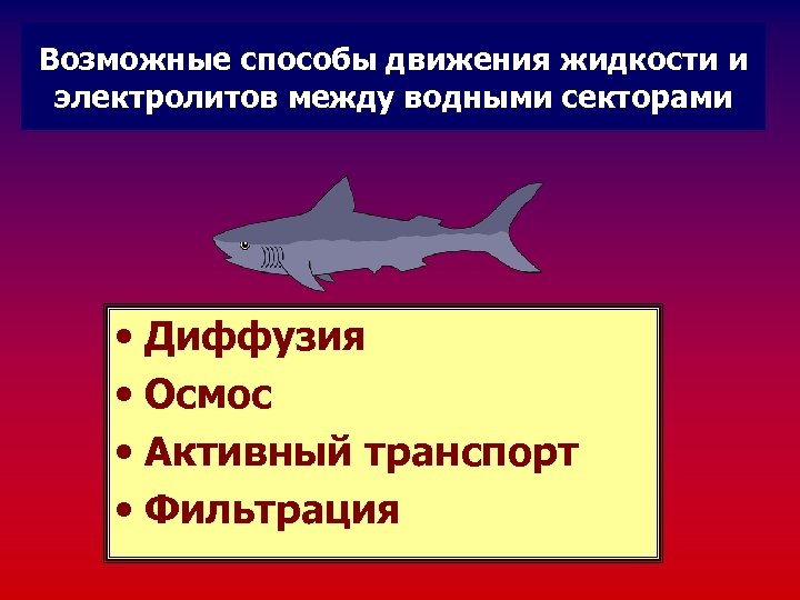 Возможные способы движения жидкости и электролитов между водными секторами • Диффузия • Осмос •